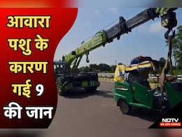 सरकार के ऐलान के बाद भी नहीं बदले हालात, खजुराहो में आवारा पशु की वजह से सड़क हादसे में 9 की मौत