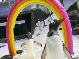 Australian Penguin Dies, Ending Famous "Same-Sex Power Couple" Australian Penguin Dies, Ending Famous "Same-Sex Power Couple"