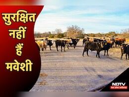 MP में इंसानों के साथ बेजुबान भी परेशान, कौन सुनेगा इनकी गुहार?