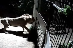 Video: 2 Dogs Clash With 2 Lions In Gujarat, Face Off Captured On CCTV Video: 2 Dogs Clash With 2 Lions In Gujarat, Face Off Captured On CCTV
