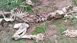 Another Dead Tiger In Madhya Pradesh, With Four Likely Bullets Wounds In Skull
