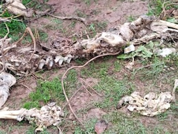 Another Dead Tiger In Madhya Pradesh, With Four Likely Bullets Wounds In Skull Another Dead Tiger In Madhya Pradesh, With Four Likely Bullets Wounds In Skull