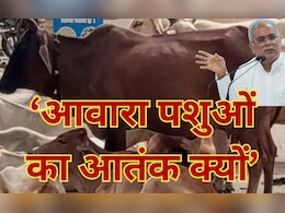 Cow on Road: आवारा पशुओं के खिलाफ आक्रामक हुए भूपेश बघेल, लगाम नहीं लगने पर दी ये चेतावनी