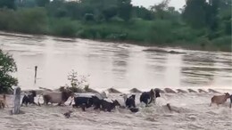 राजस्थान की इस नदी में बह गई 1 दर्जन गाय, देखकर वीडियो बनाते रह गए लोग