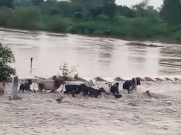 राजस्थान की इस नदी में बह गई 1 दर्जन गाय, देखकर वीडियो बनाते रह गए लोग राजस्थान की इस नदी में बह गई 1 दर्जन गाय, देखकर वीडियो बनाते रह गए लोग