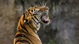 Tiger Attack: सवाई माधोपुर में बाघ के हमले में युवक की मौत, शव के पास काफी देर बैठ रहा टाइगर