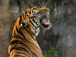 सरिस्का से निकला 'आदमखोर बाघ' हरियाणा पहुंचा, फुटप्रिंट देख अफसरों ने लोगों से की ये अपील सरिस्का से निकला 'आदमखोर बाघ' हरियाणा पहुंचा, फुटप्रिंट देख अफसरों ने लोगों से की ये अपील