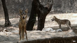 Dolls Soaked In Children's Urine, Drones: How UP Is Hunting Killer Wolves