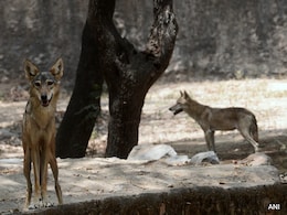 Dolls Soaked In Children's Urine, Drones: How UP Is Hunting Killer Wolves