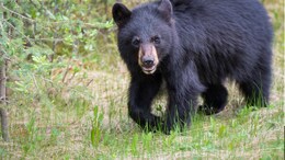 Bear in CG: तीन लोगों की जान लेने वाला भालू आया पकड़ में, ऐसे किया गया ट्रेंकुलाइज