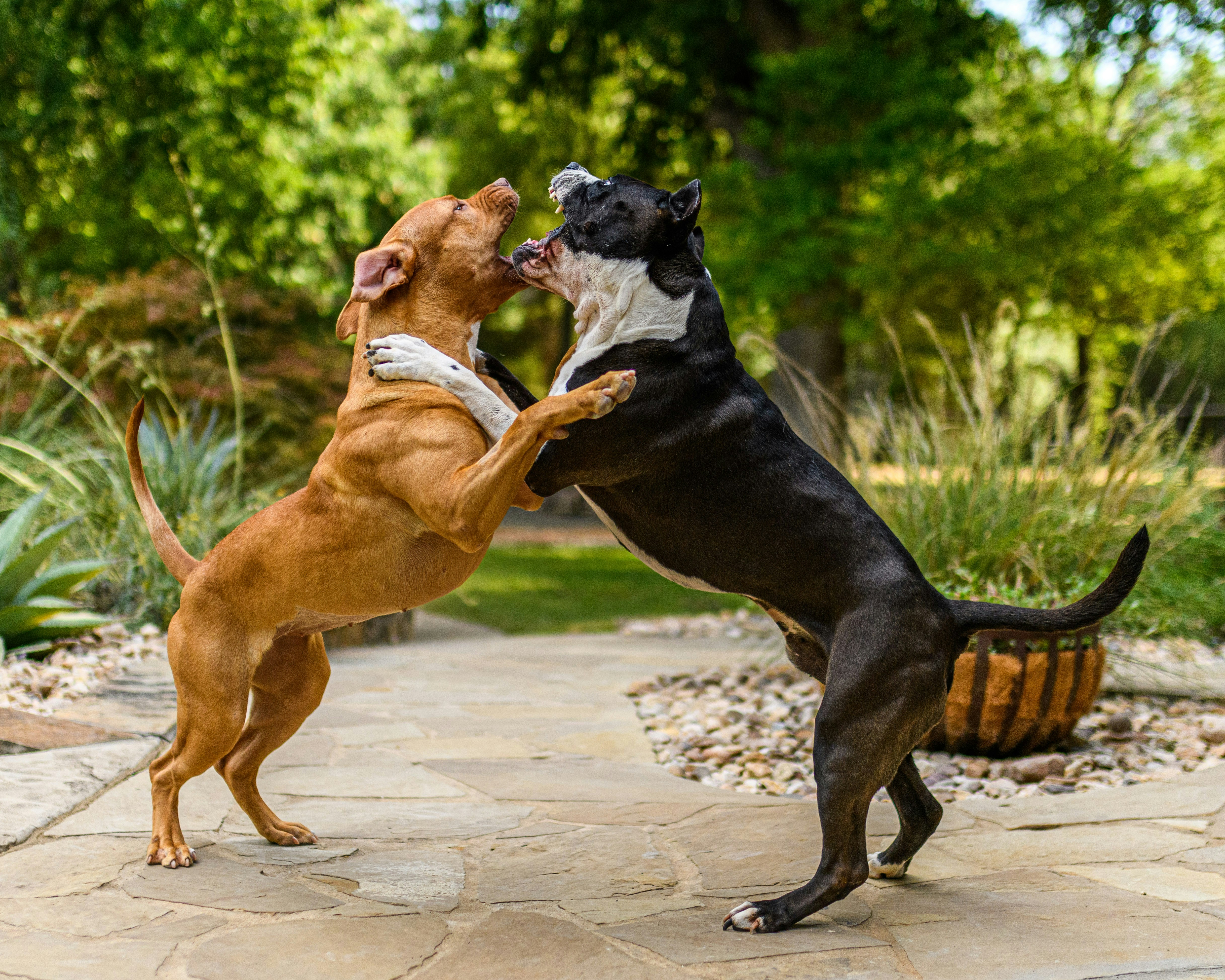 10 Most Aggressive Dog Breeds