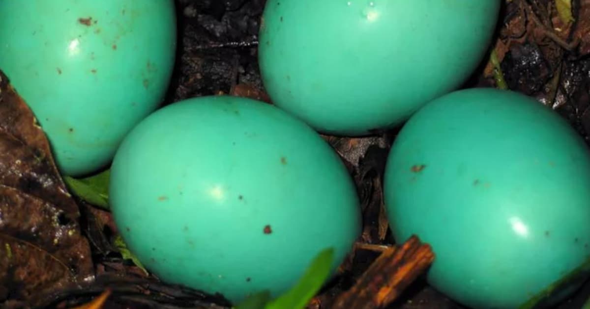 Birds That Lay Green Eggs