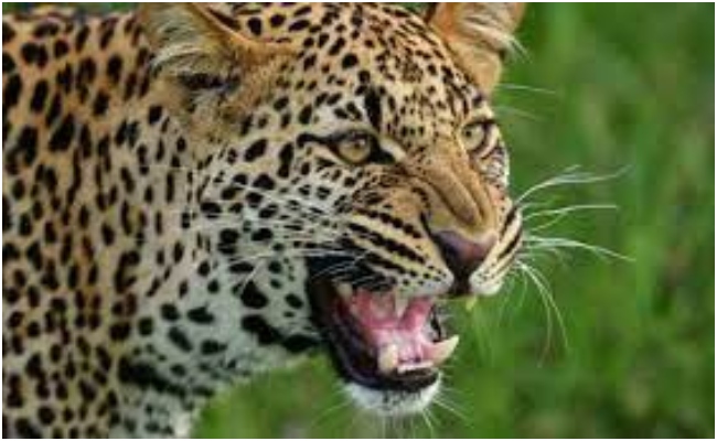 Udaipur Leopard: बड़गांव से बाहर निकला आदमखोर, अब उदयपुर शहर के पास महिलाओं पर किया हमला, देखें- शिकार का वीडियो