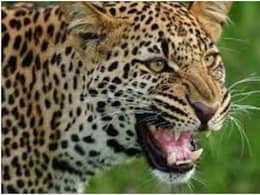 Panther Attack: दौसा के सिकराय में पैंथर की दहशत, बकरी चरा रहे दो लोगों पर किया हमला, हालत गंभीर Panther Attack: दौसा के सिकराय में पैंथर की दहशत, बकरी चरा रहे दो लोगों पर किया हमला, हालत गंभीर