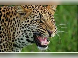 Udaipur Panther Attack: 'आदमखोर' तेंदुए का 13वें दिन भी कोई सुराग नहीं, पुलिस और आर्मी का सर्च ऑपरेशन जारी