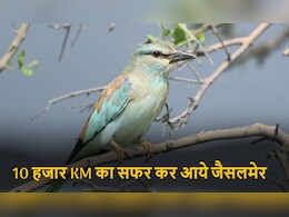 10 हजार KM का सफर तय कर यूरोप से जैसलमेर क्यों आते हैं ये परिंदे ? कैसे याद रखते हैं इतना लंबा रास्ता  10 हजार KM का सफर तय कर यूरोप से जैसलमेर क्यों आते हैं ये परिंदे ? कैसे याद रखते हैं इतना लंबा रास्ता