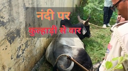 नंदी को किसने मारी कुल्हाड़ी? पुलिस कर रही है तलाश, गौ सेवकों में आक्रोश