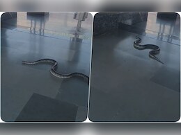 VIDEO : ऋषिकेश स्टेशन पर रेंगता दिखा सांप, यात्रियों में मची भगदड़