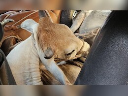 Rajasthan: डीग में गाड़ी में भरकर ले जा रहे थे गोवंश, 40 KM तक पीछा कर पकड़ा 