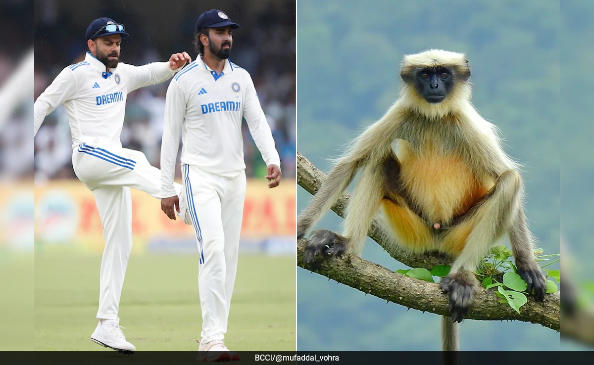 India vs Bangladesh: Kanpur Test Hires Langurs For Security During Match. Here's Why