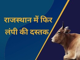 राजस्थान में फिर से गोवंश में लंपी रोग की दस्तक, इस बार अलग है लक्षण का स्वरूप