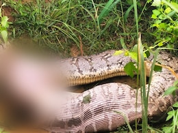 16-Foot Python Swallows Calf Alive, Villagers Use Sticks To Save It 16-Foot Python Swallows Calf Alive, Villagers Use Sticks To Save It