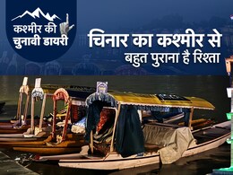 कश्मीर डायरी: चिनार का कश्मीर से अनोखा रिश्ता... 700 साल पुराना पेड़ भी मौजूद, लेकिन अब घट रही संख्या कश्मीर डायरी: चिनार का कश्मीर से अनोखा रिश्ता... 700 साल पुराना पेड़ भी मौजूद, लेकिन अब घट रही संख्या