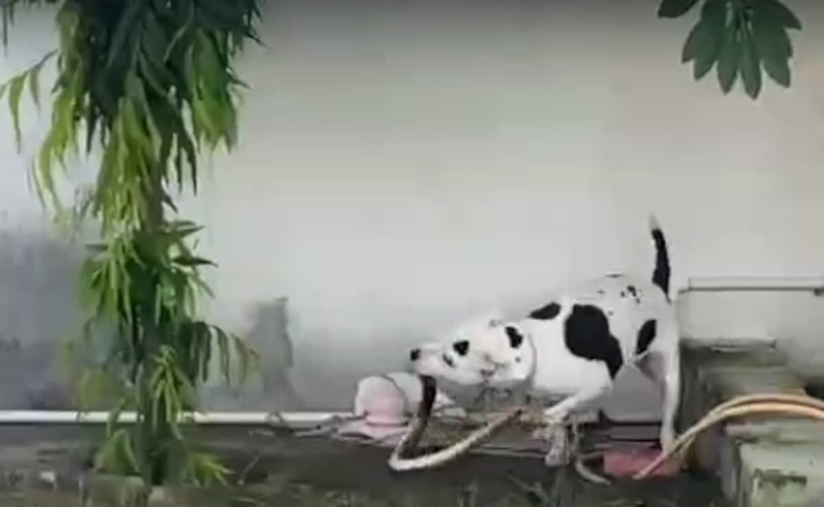 Video: Pit Bull Saves Children By Killing King Cobra That Entered House In UP