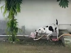 Video: Pit Bull Saves Children By Killing King Cobra That Entered House In UP