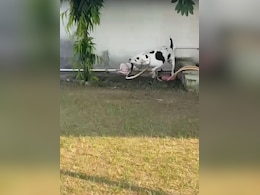 Video: Pit Bull Saves Children By Killing King Cobra That Entered House In UP Video: Pit Bull Saves Children By Killing King Cobra That Entered House In UP