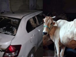 Rajasthan: 'ऑपरेशन नंदी प्रहार' से डीग में गो तस्करों में मची खलबली, पुलिस ने 8 किमी तक पीछा कर पकड़ा