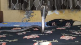 Cobra Snake in CM House: सीएम आवास पर निकला कोबरा, सुरक्षाकर्मियों को देखकर झाड़ियों में छिपा&nbsp;