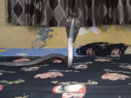 Cobra Snake in CM House: सीएम आवास पर निकला कोबरा, सुरक्षाकर्मियों को देखकर झाड़ियों में छिपा  Cobra Snake in CM House: सीएम आवास पर निकला कोबरा, सुरक्षाकर्मियों को देखकर झाड़ियों में छिपा