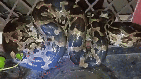 Kota: इतना बड़ा सांप! कोटा में मिला इंसान जितना वजनी अजगर, वीडियो देख कांप उठेगी आत्मा