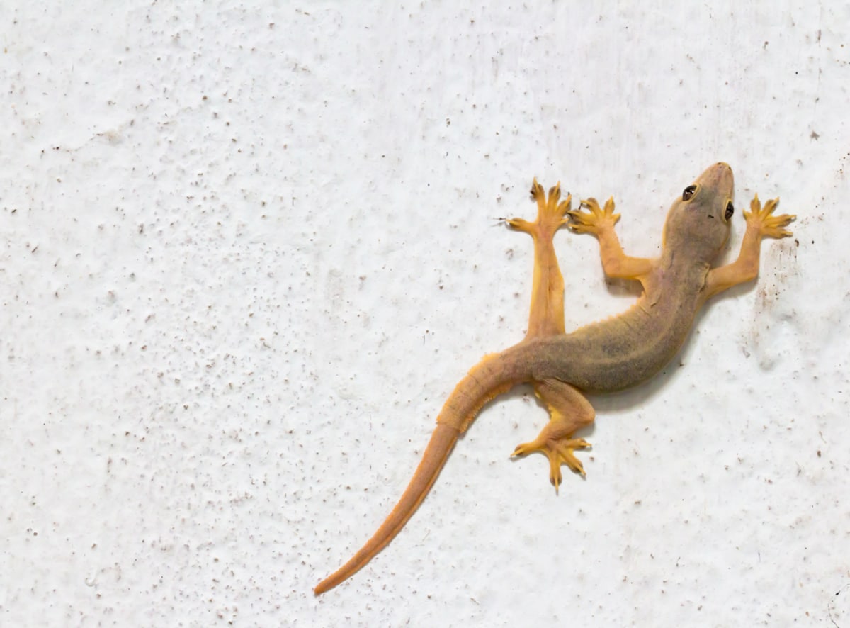 6 Easy Ways To Keep Lizards Out Of Your Kitchen