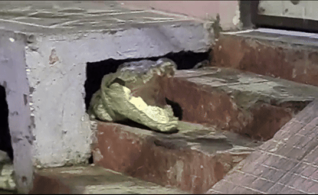 Video: 10 फीट लंबे मगरमच्छ ने कोटा की सड़कों पर मचाई दहशत, डर से लोगों के छूटने लगे पसीने