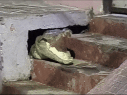 बाढ़-बारिश के बीच कोटा में मगरमच्छों का आतंक, घरों से निकलने में डर रहे हैं लोग बाढ़-बारिश के बीच कोटा में मगरमच्छों का आतंक, घरों से निकलने में डर रहे हैं लोग