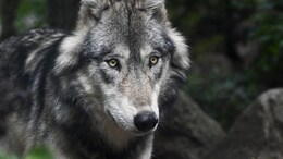 Wolf Terror On The Rise In Uttar Pradesh, 13-Year-Old Boy Attacked