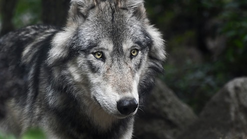 लातूर में भेड़िए का हमला, 6 लोग घायल