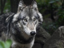 Wolf Terror On The Rise In Uttar Pradesh, 13-Year-Old Boy Attacked Wolf Terror On The Rise In Uttar Pradesh, 13-Year-Old Boy Attacked