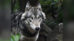 After Urine, Fireworks, Now 'Howling' Tactic To Capture Wolf In UP's Bahraich