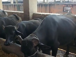 यूपी : मथुरा में पेड़ के पत्ते खाने पर भैंसों को ले गया प्रशासन, मालिक पर दर्ज किया केस