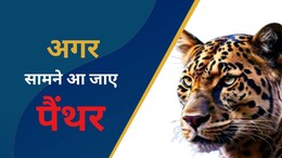 पैंथर सामने आ जाए तो क्या करें, क्यों पकड़ा नहीं जा रहा उदयपुर का आदमखोर?