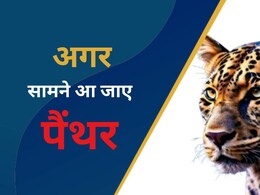 पैंथर सामने आ जाए तो क्या करें, क्यों पकड़ा नहीं जा रहा उदयपुर का आदमखोर?