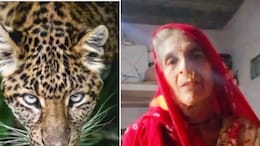 उदयपुर में थम नहीं रहा आदमखोर का आतंक, एक और महिला का किया शिकार, 6 की हो चुकी मौत