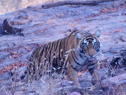 Tiger लापता है! रणथंभौर से कहां गायब हो गए 25 बाघ? 3 सदस्यीय कमेटी करेगी छानबीन