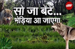 Bahraich Wolf Attack: 4 भेड़िये मिल गए थे लेकिन बाकी 2 भेड़िये क्यों नहीं मिल पा रहे हैं? | UP Bahraich Wolf Attack: 4 भेड़िये मिल गए थे लेकिन बाकी 2 भेड़िये क्यों नहीं मिल पा रहे हैं? | UP