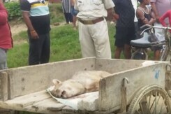 Fear Grips Sultanpur, Jackal Attacks Threaten People And Livestock Fear Grips Sultanpur, Jackal Attacks Threaten People And Livestock
