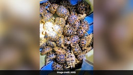 Smuggler With 195 Star Tortoises Arrested Along Indo-Bangladesh Border