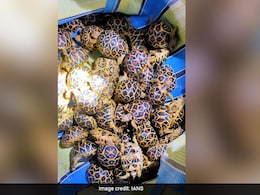 Smuggler With 195 Star Tortoises Arrested Along Indo-Bangladesh Border Smuggler With 195 Star Tortoises Arrested Along Indo-Bangladesh Border